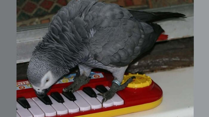 Gracie the African Grey Parrot playing a toy keyboard as part of her enrichment and training