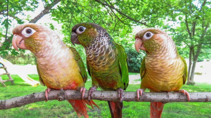 Cute Conures Looking at Camera