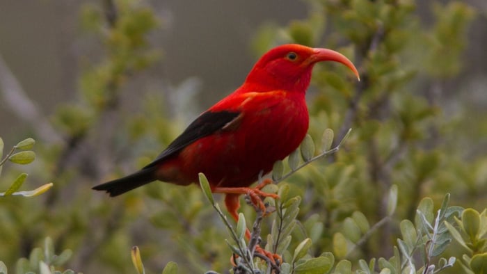 Hawaiian endangered bird 'I'iwi perched in native forest habitat in Hawaii