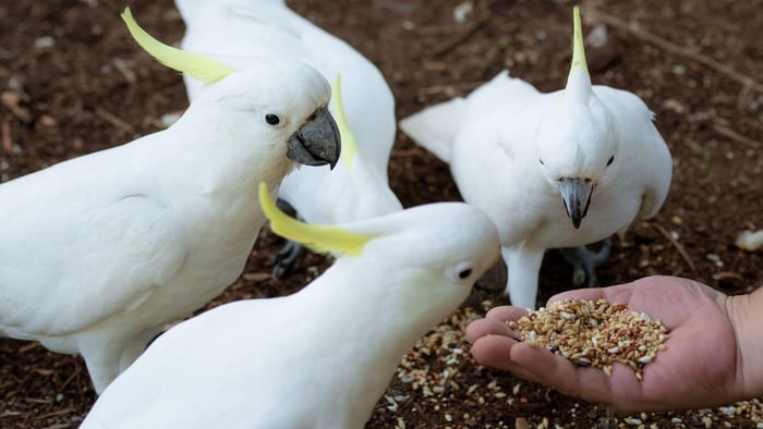 Cockatoos Eating Seeds