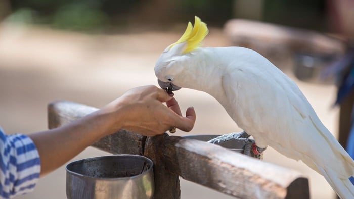 Feeding a Cockatoo