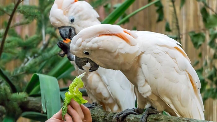 Giving Vegetables to Moluccan Cockatoos
