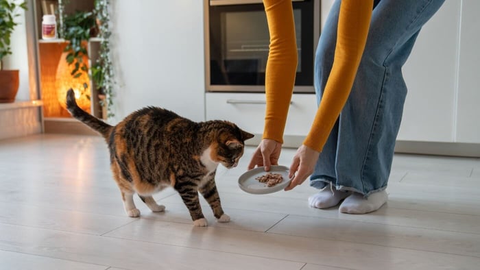 Helping cats feel fuller between meals with glyfeline