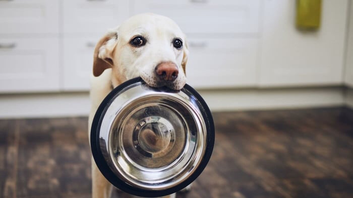 Dog begging for food