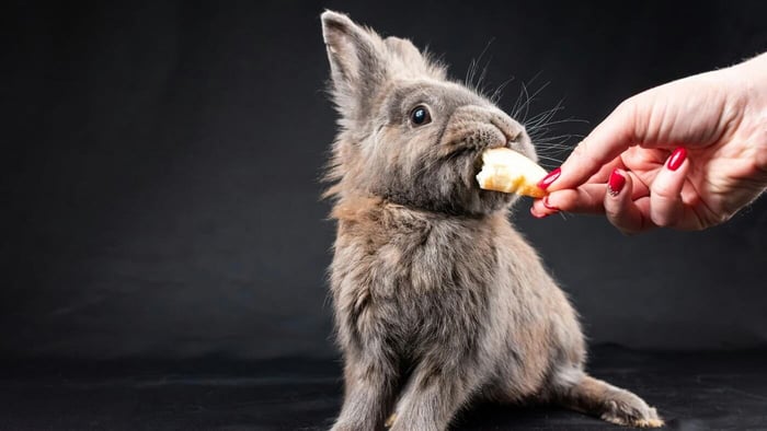 Small Pets: Feeding Without Risky Mixing