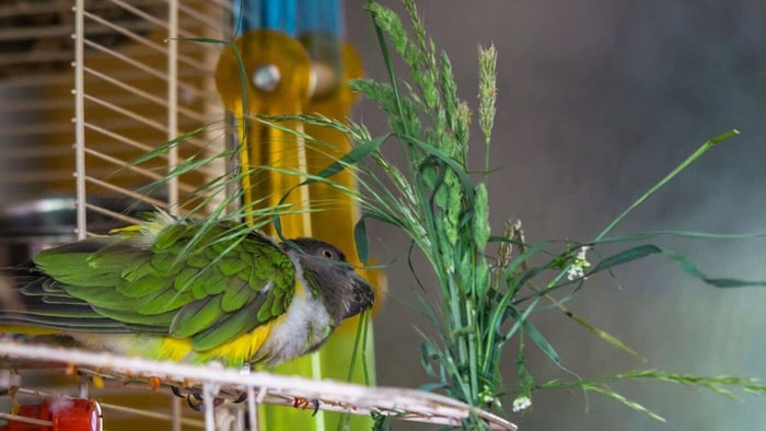 Senegal Parrot Foraging