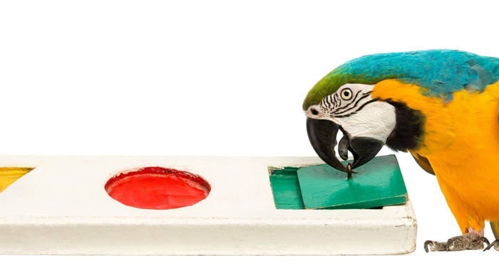 Macaw Hide & Seek Parrot Toy