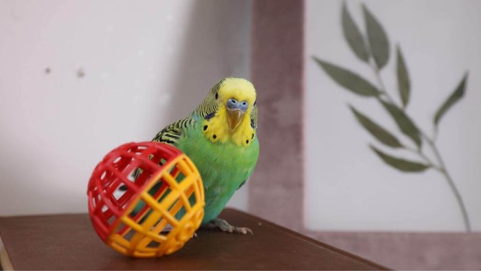 Budgie Toy Foraging Ball