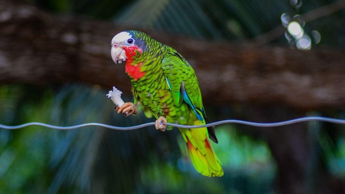 Cuban Amazon parrots