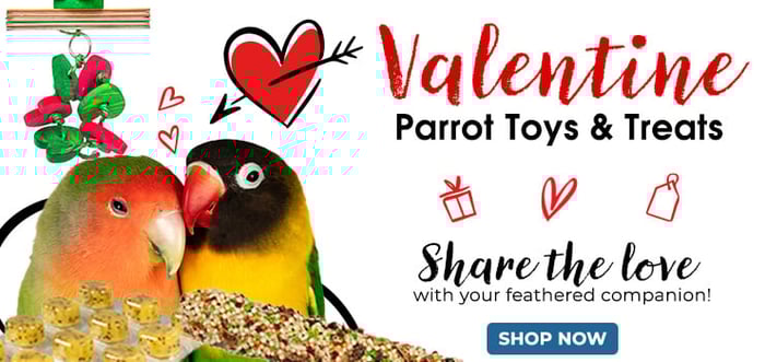 Valentine's Parrot Toys & Treats