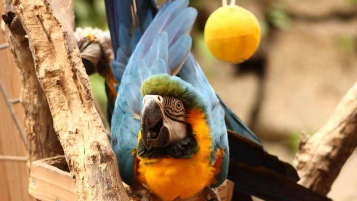 Happy Macaw with Toys