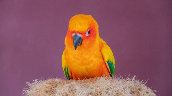 Sun Conure Nesting