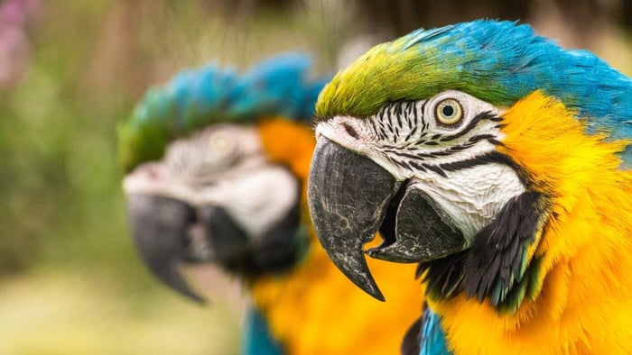 Longest Living Parrot is Blue and Gold Macaw