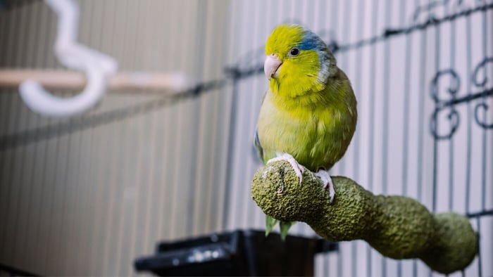 Pet Parrotlet