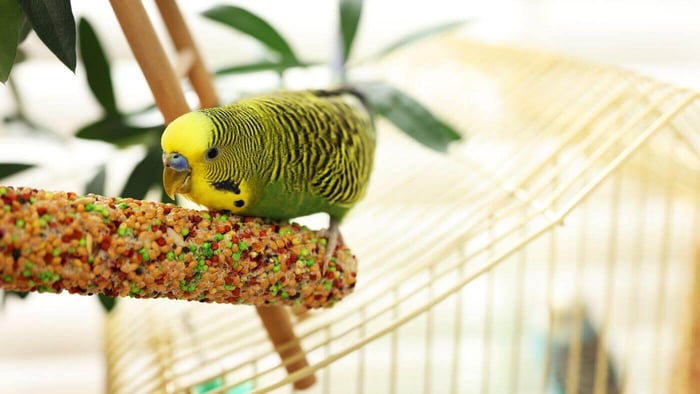 Budgie Eats Seed Stick Treat
