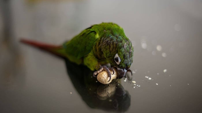 Training a Parrot with Treats