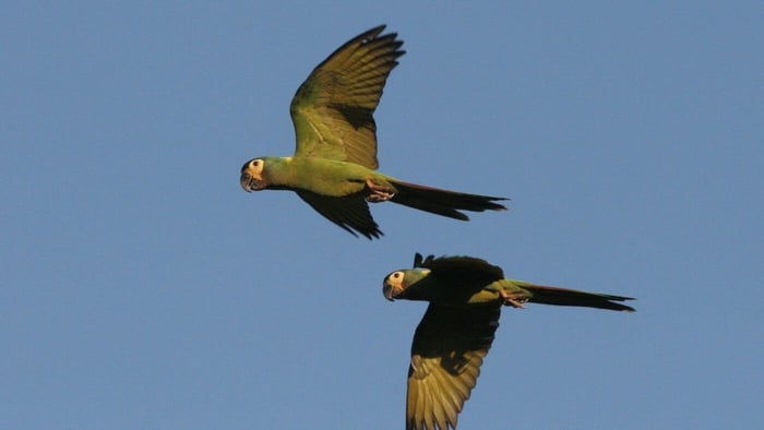 Golden-collared Macaw (Primolius auricollis)