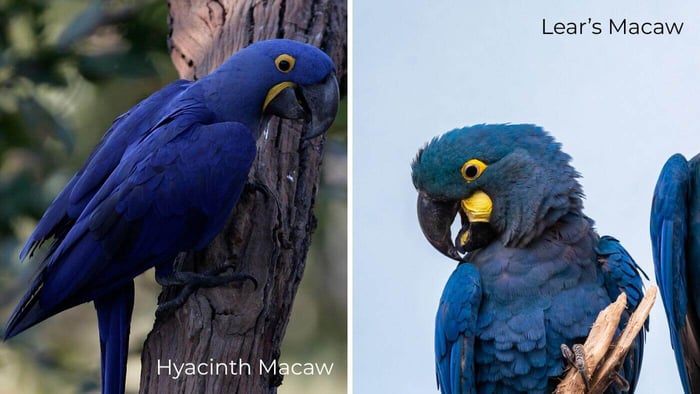 Difference between Hyacinth Macaw and Lear's Macaw