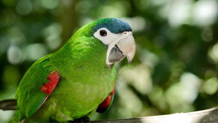 Red-shouldered Macaw (Hahn's Macaw) (Diopsittaca nobilis)