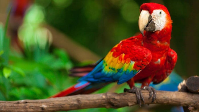 Scarlet Macaw (Ara macao)