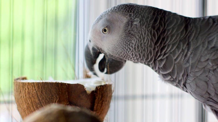African Grey Parrot Eating Coconut