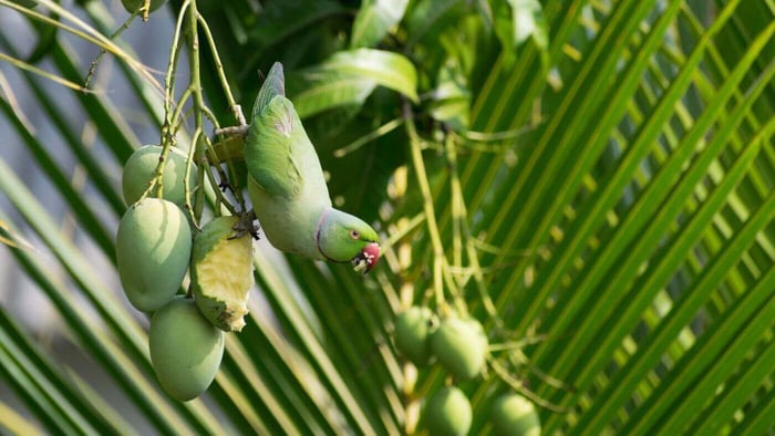 Indian Ringneck Eating Fruit