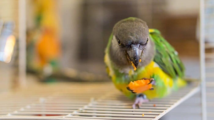 Senegal Eating Carrot