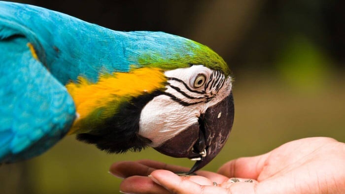 How Often Do Parrots Eat? What You Need to Know