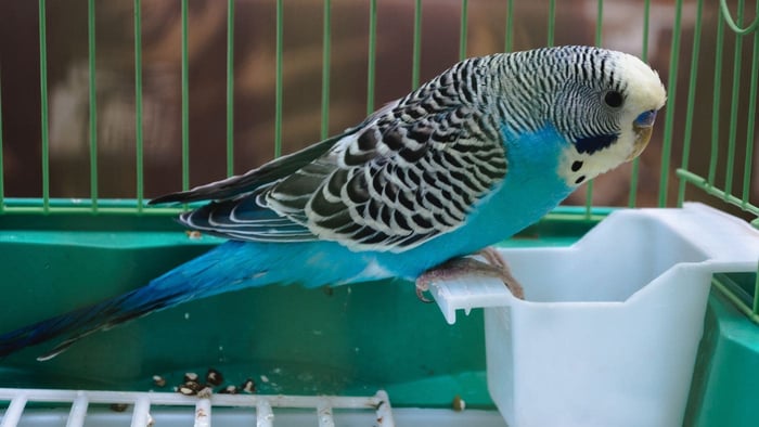 Budgie in a parrot cage showing why regular cage cleaning is important