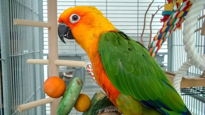 Adding Accessories to Your Parrot Cage