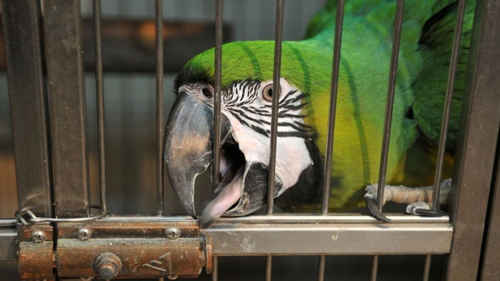 Bar Spacing for Parrot & Bird Cages