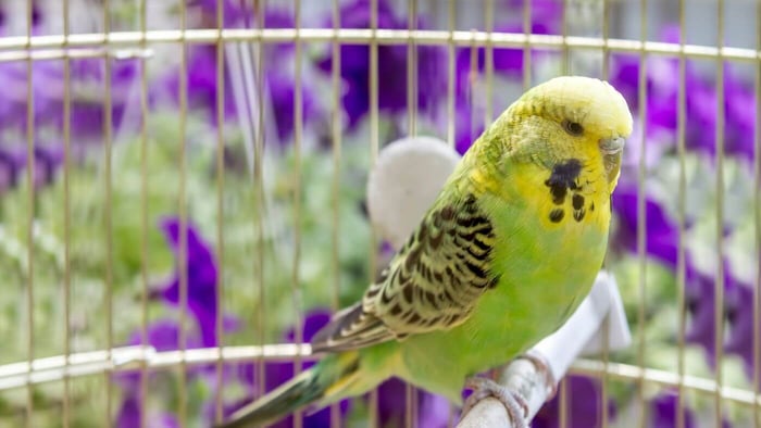 Parrot Cage on Serene Location