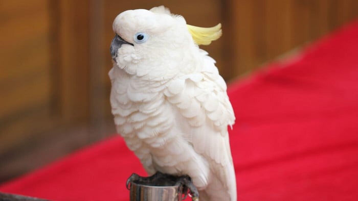Parrot Trick Training