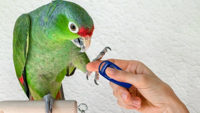Using a Clicket to Train a parrot