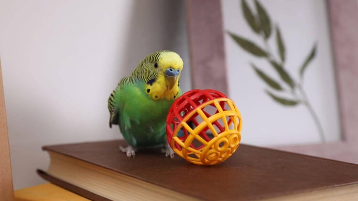 Budgie Playing with a ball