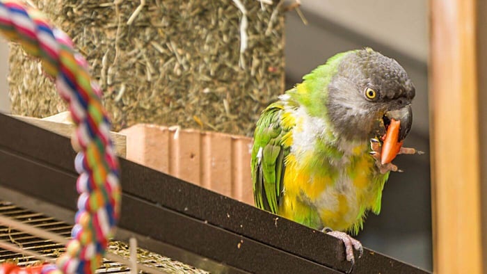 Senegal Eating Treat
