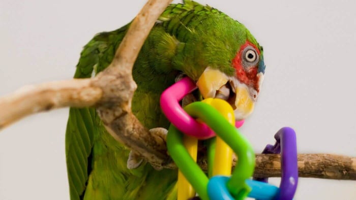 Amazon Parrot Playing with Toy