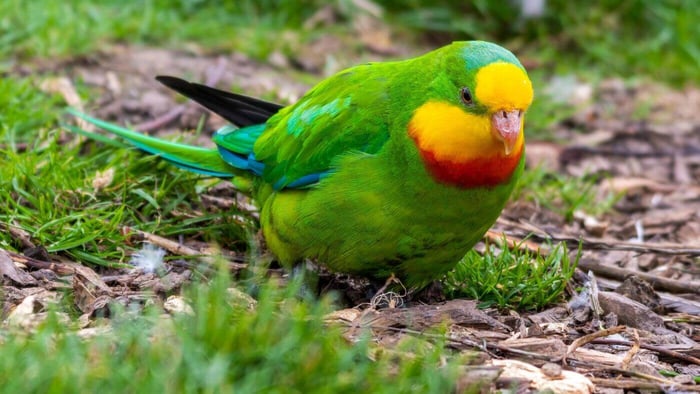 Superb Parrot Foraging for Food