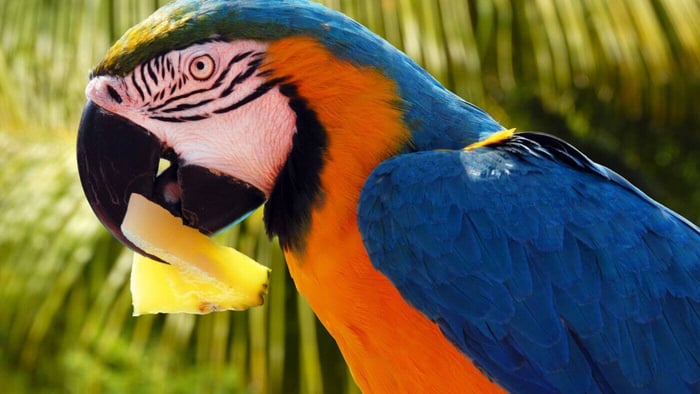 Macaw Eating Pineapple