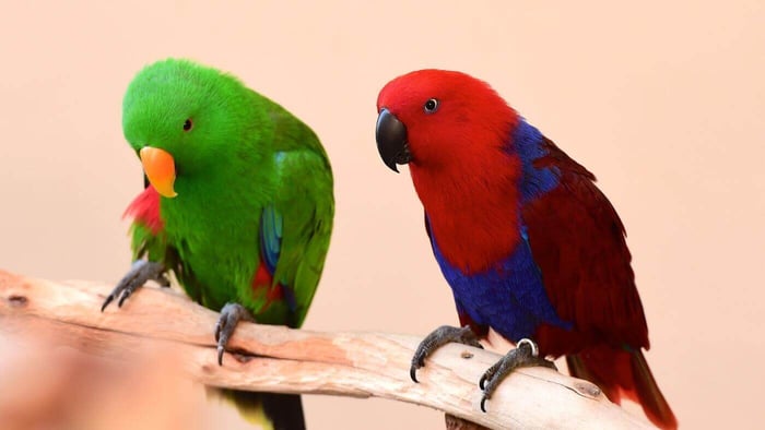 Two Eclectus Parrots Together