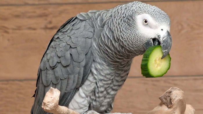 Foods That Can Help During Warm Weather - Cucumber