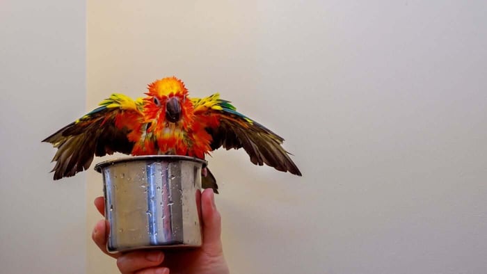 Sun conure bathing in his water dish