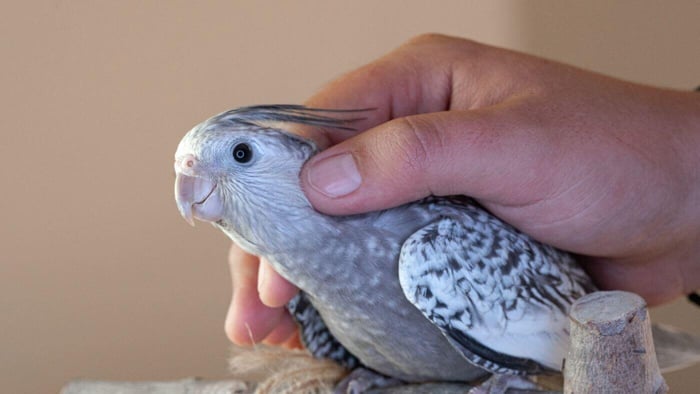 Happy Cockatiel