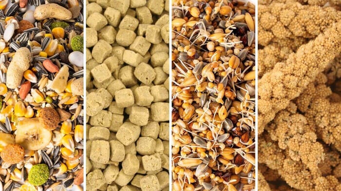 Components of Healthy Parrot Diet