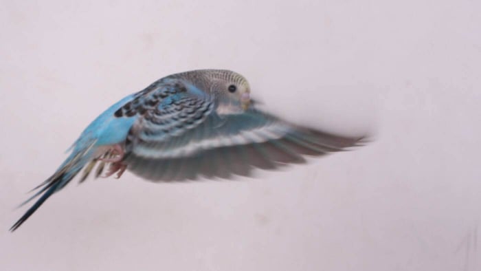 Budgie in flight