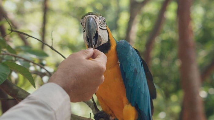 Approaching a parrot from the front with treat