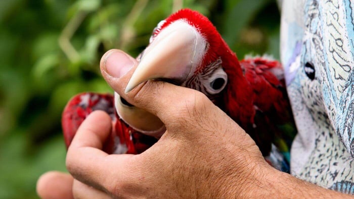 Macaw Playfully Biting