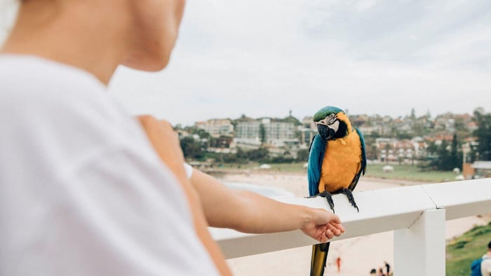 Trying to Befriend a Blue and Gold Macaw