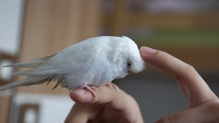 Cuddling a parrotlet