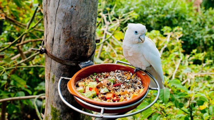Feeding a Parrot Fresh Food